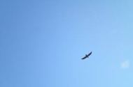 sky-bird