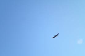sky-bird